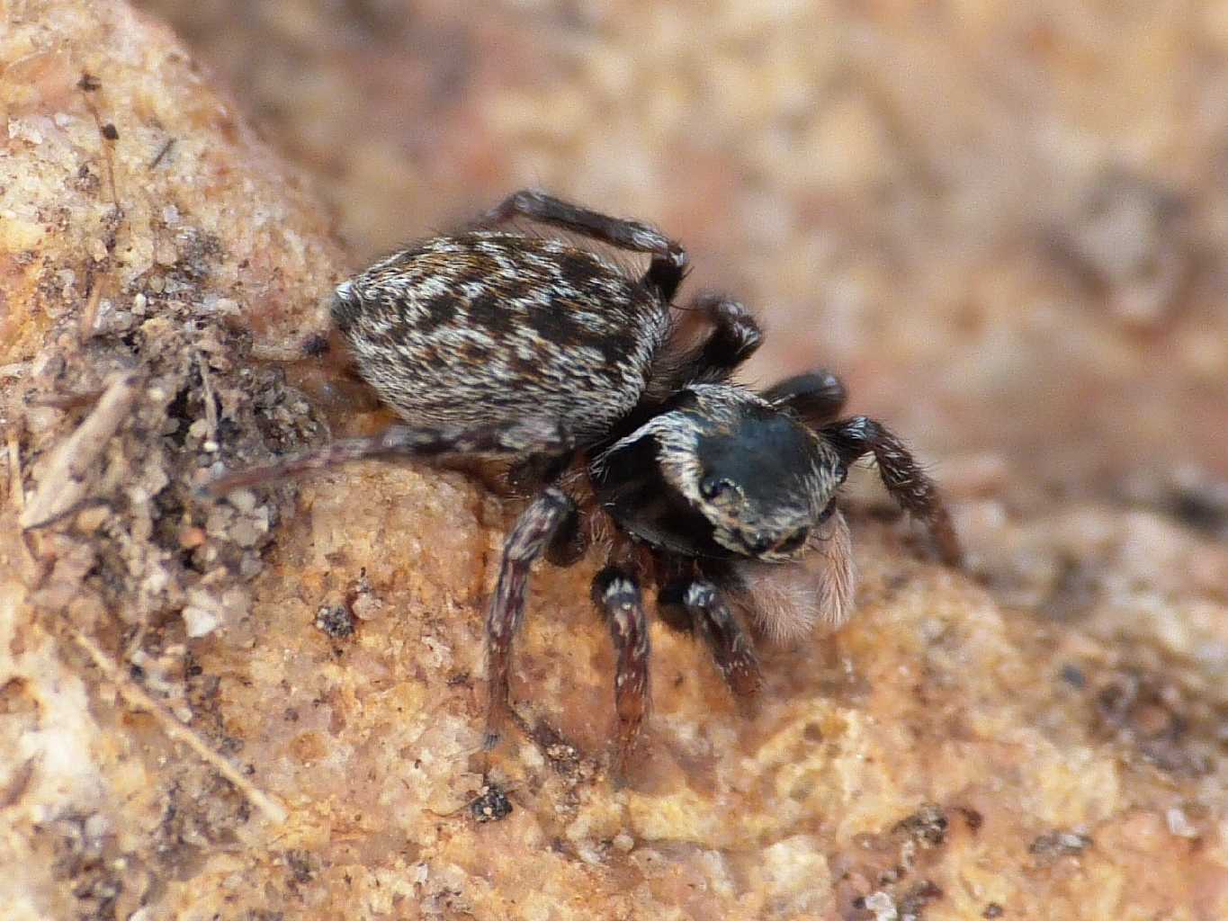 Piccolo Salticidae - S.Teresa G. (OT)